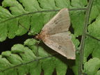 Scotorythra paludicola Humuula 9263