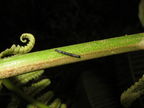 Scotorythra paludicola larva Humuula 3580