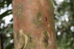 Scotorythra paludicola larva Humuula 9358