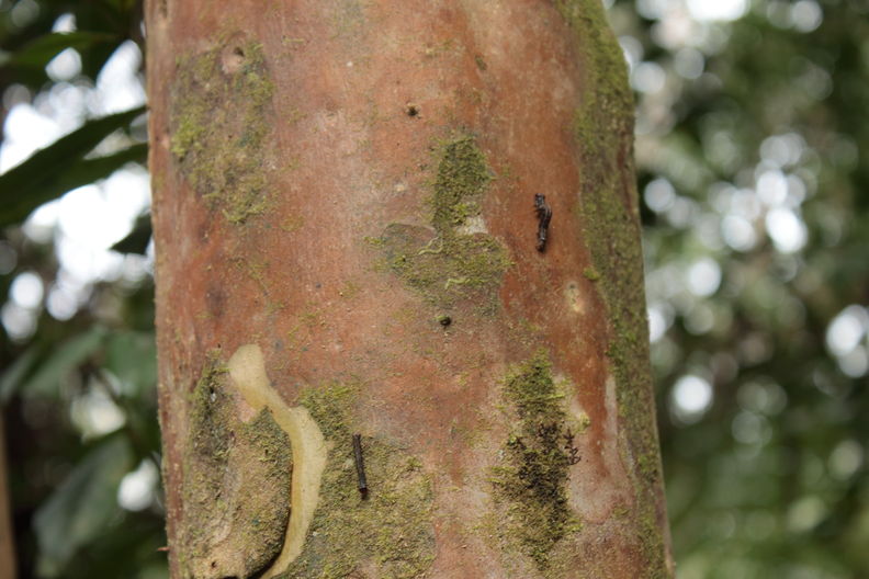 Scotorythra paludicola larva Humuula 9358.jpg