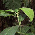 Scotorythra paludicola larva Humuula 9370