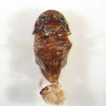 Sophora seed borer 1698 ventral.jpg