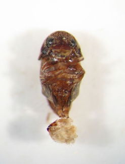 Sophora seed borer 1698 ventral