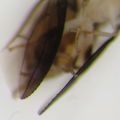 Stegana coleoptrata Kaluaa 4715.jpg