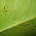 Theridion grallator courting Thurston 0903