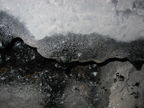 tipulid tracks Puaulu cave 1297