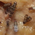 Drosophila spp Manuwai 1079