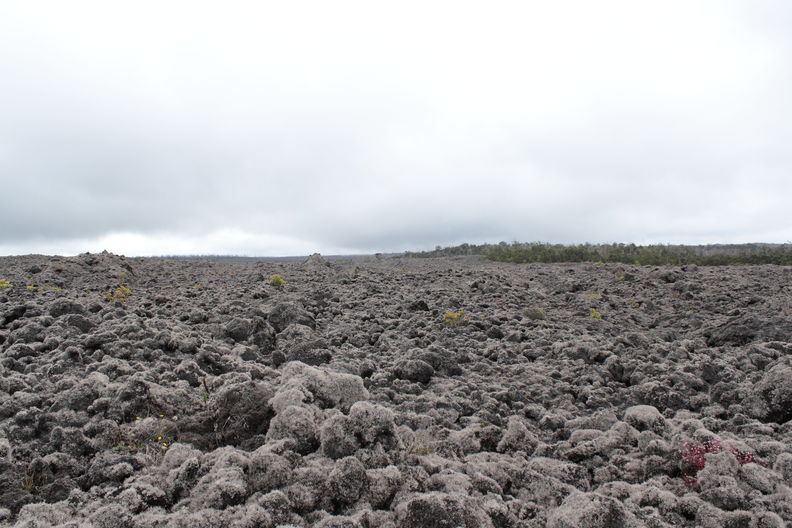 1984 lava flow and kipuka, Tree Planting Road. 1984 lava flow TPR 6079.jpg