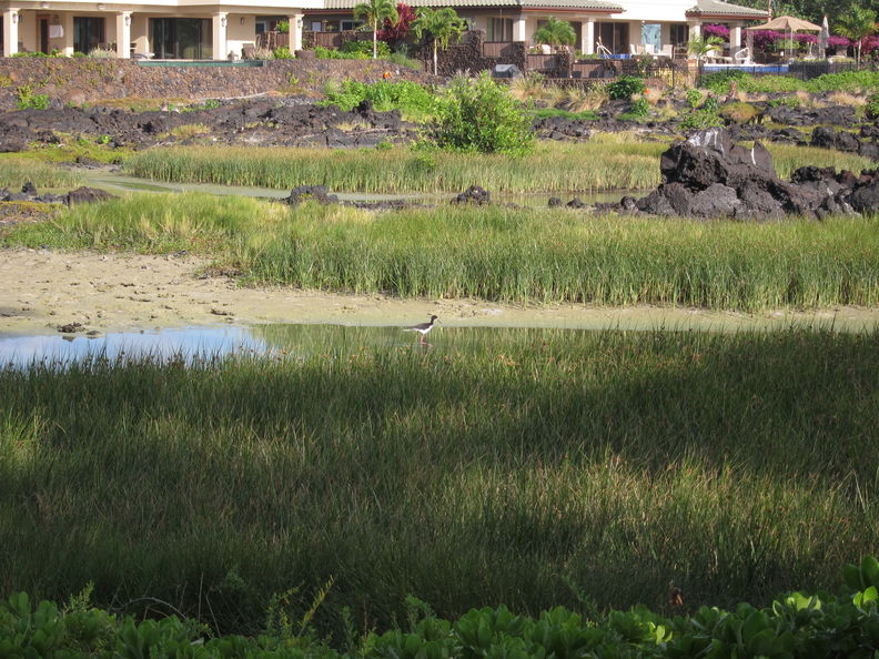 Himantopus mexicanus knudseni, aeo (Hawaiian stilt). Waikoloa anchialine ponds. aeo Waikoloa 1979.jpg