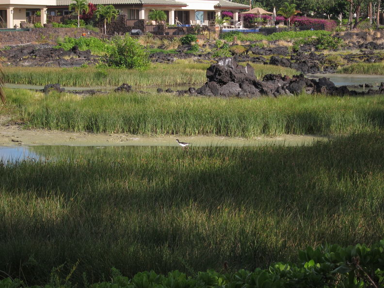 Himantopus mexicanus knudseni, aeo (Hawaiian stilt). Waikoloa anchialine ponds. aeo Waikoloa 1981.jpg