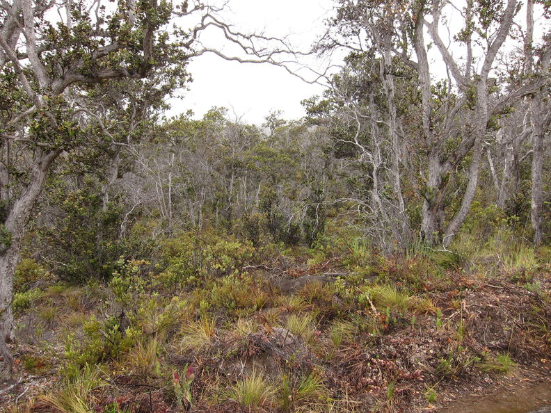 The forest in the southwest corner of Kapapala Forest Reserve is very nice, similar to the Mauna Loa Strip but more intact and with less homogeneity. It alternates between newer flows like this, with ohia and pukiawe, and some small kipukas with koa and hapuu. Ainapo forest 2705.jpg
