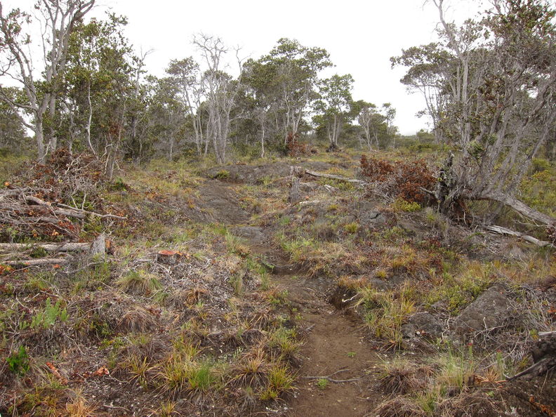 The lower part of the Ainapo Trail appeared to have been recently widened to an extreme degree, with ohia trees cut down in a swath 20 feet wide. Ainapo trail clearing 2703.jpg