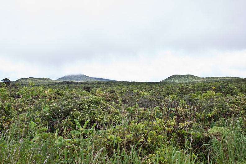 Upper Hamakua Ditch Trail. Most of the forest immediately above Waipio Valley is like this, dwarf forest stunted by the boggy soil and high winds. Alakahi forest 7914.jpg