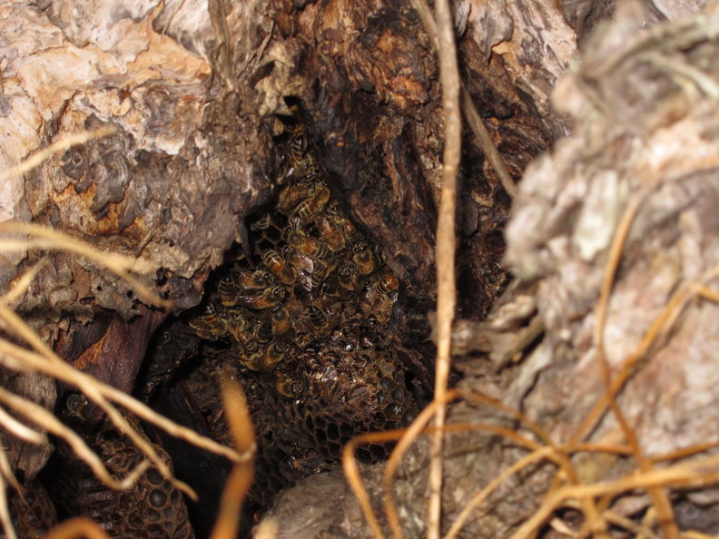 Honeybee hive in a hollow stump, near the top of Potato Hill, Puu Waawaa. beehive Potato Hill 2085.jpg