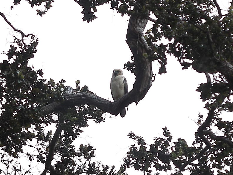 Kulani, Puu Makaala NAR. Io, Buteo solitarius. This bird screeched periodically for almost the entire time we were collecting at this site. Buteo solitarius Kulani 8053.jpg
