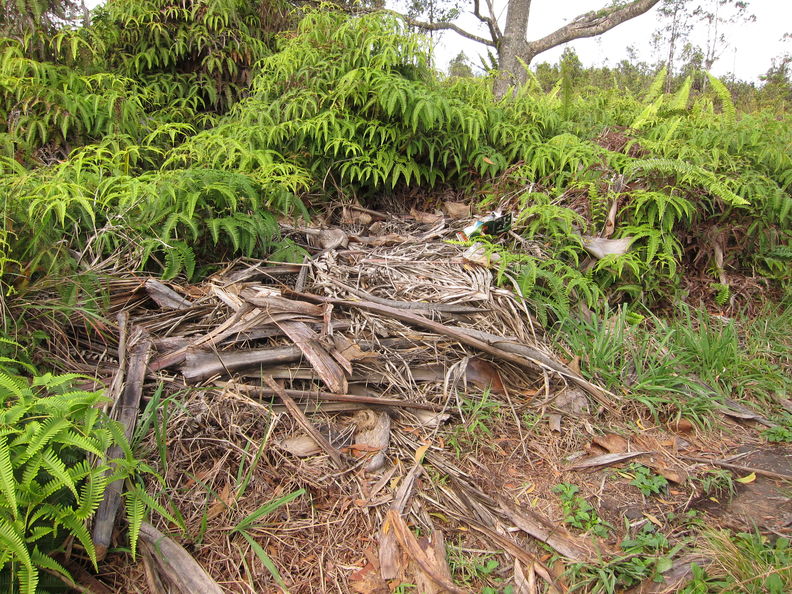 Why we will be in serious trouble if coconut rhinoceros beetle becomes established - coconut trimmings dumped on the side of Saddle Road adjacent to native forest that contains Pritchardia palms (loulu). coconut waste Saddle 5127.jpg