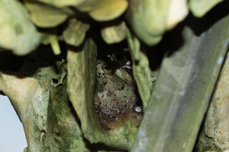 May 24, 2010. Kilohana exclosure, Puu O Umi NAR. Looking inside a cow skull at the turbinates of the nasal passages. cow turbinates 5231.jpg