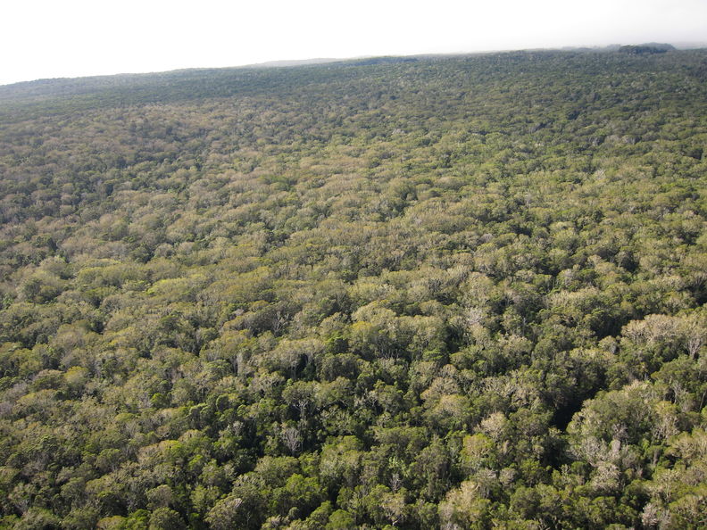 The area of defoliation in the Humuula forest reserve section and adjacent land is very well-defined and is completely separated from the main outbreak area by about 5 km as of early February 2013. Here the koa is continuous from about 2400-5400 ft, unlike in the main area to the south, where lower and upper koa belts are separated by boggy ohia-uluhe forest. The outbreak area is also at a higher elevation, 3400-4200 ft rather than 1800-3200 ft. koa Humuula 3498.jpg