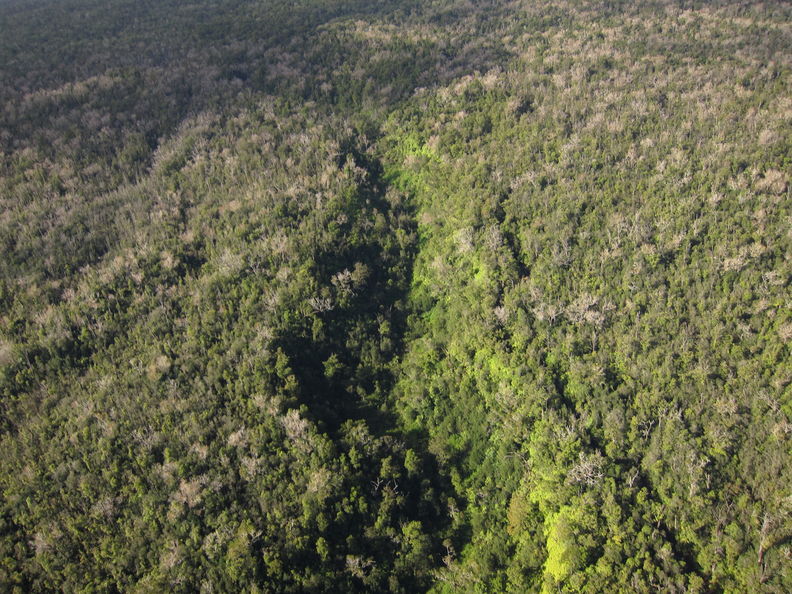 Makai edge of koa defoliation by Scotorythra paludicola, at Maulua Gulch looking mauka. koa Maulua Gulch 3495.jpg