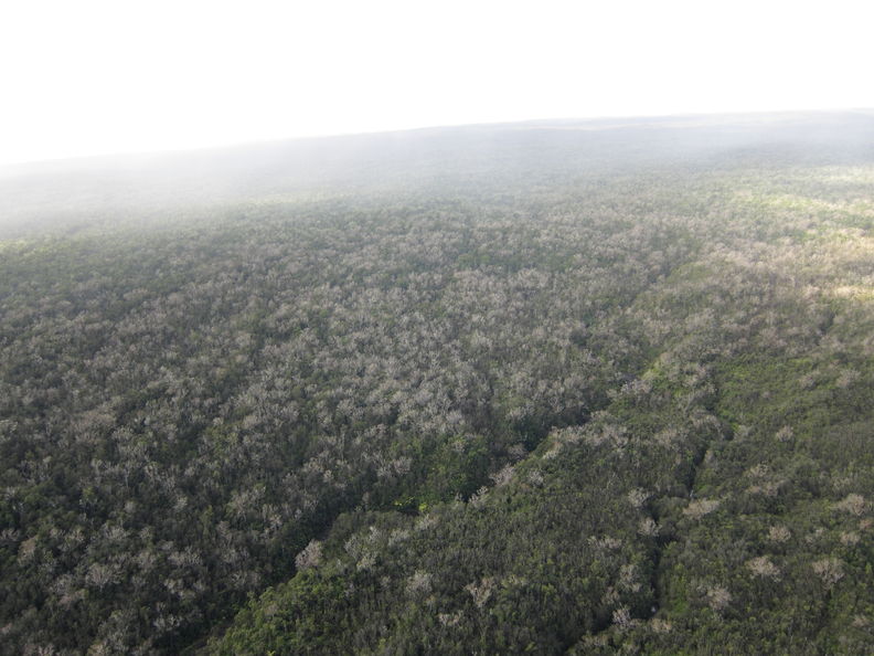 Makai edge of koa defoliation by Scotorythra paludicola, at Piha section of Hilo Forest Reserve with Waikaumalo (left) and Ninole (right) streams. koa Piha 3494.jpg