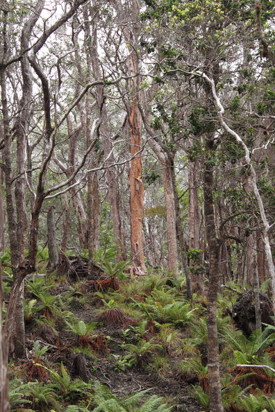 Kahuku, FBS transect 15, just inside Kau Forest Reserve. Mouflon had stripped the bark off of ohia trees for quite a ways up. Metrosideros mouflon damage Kahuku 5976.jpg