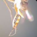 Campsicnemus penicillatus1