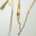 Campsicnemus pycnochaeta