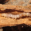 buprestid larva 6845.jpg