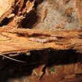 buprestid larva 6845a