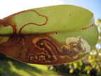 Philodoria cf auromagnifica Oahu 6689