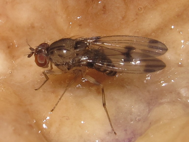 Drosophila divaricata Kaluaa 5203.jpg