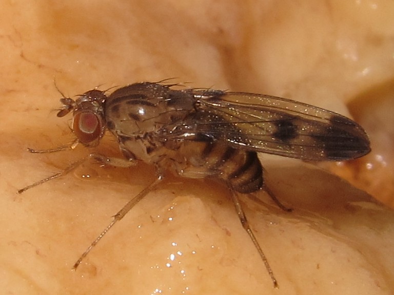 Drosophila divaricata Kaluaa 5212.jpg