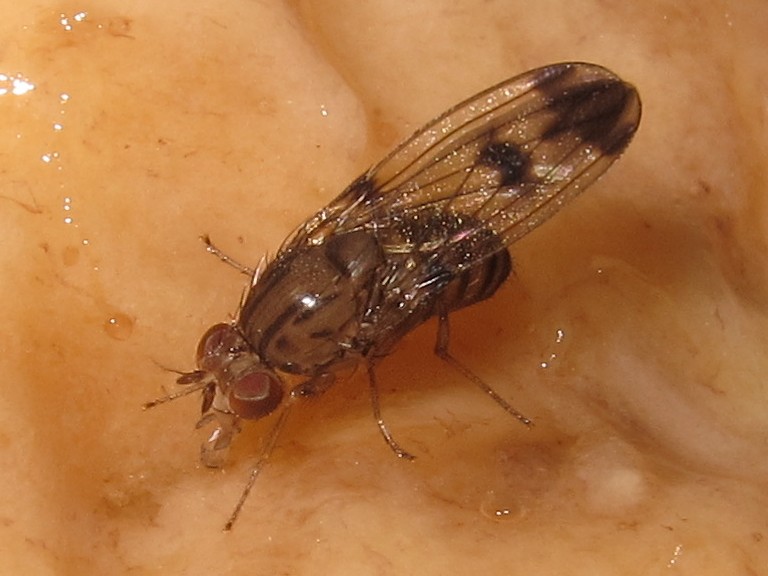 Drosophila divaricata Kaluaa 5215