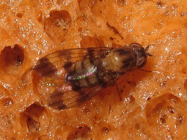 Drosophila gradata Kahanahaiki 4002.jpg