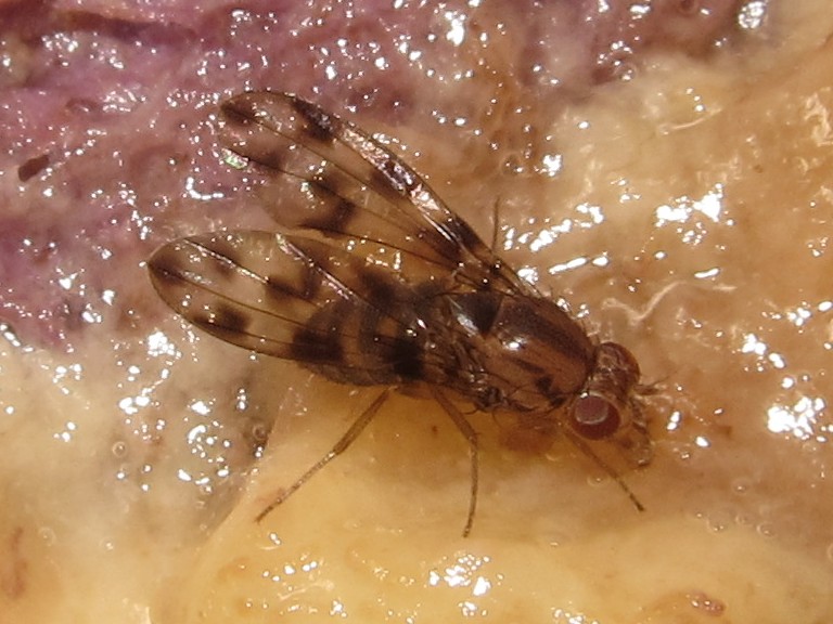 Drosophila kinoole Waianae 5117.jpg