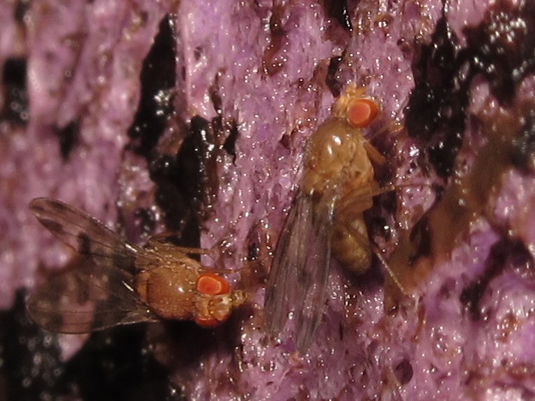 Drosophila montgomeryi Hapapa 4437.jpg
