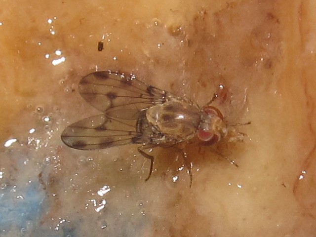Drosophila obatai Manuwai 4188.jpg