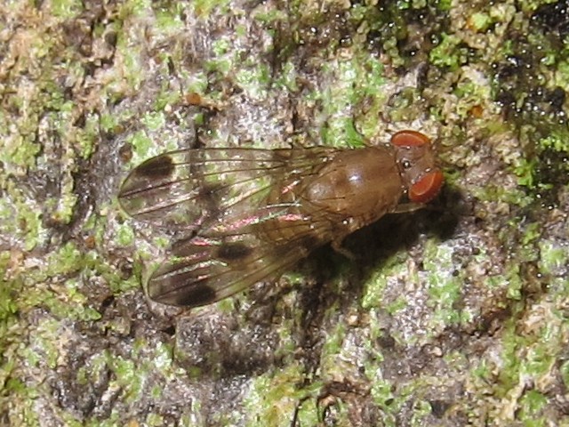Drosophila paucicilia Manuwai 5162.jpg