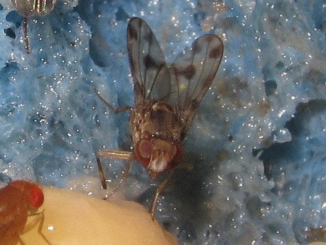 Drosophila pilimana Makaha 4726.jpg
