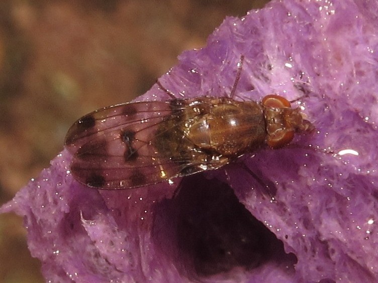 Drosophila sobrina Makaleha 5661