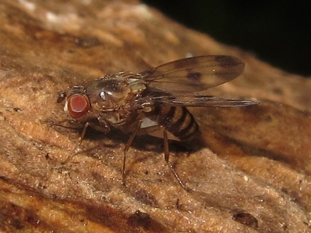 Drosophila sp Manuwai 5153.jpg